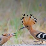 Hoopoe Fathersday