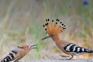 Hoopoe Fathersday