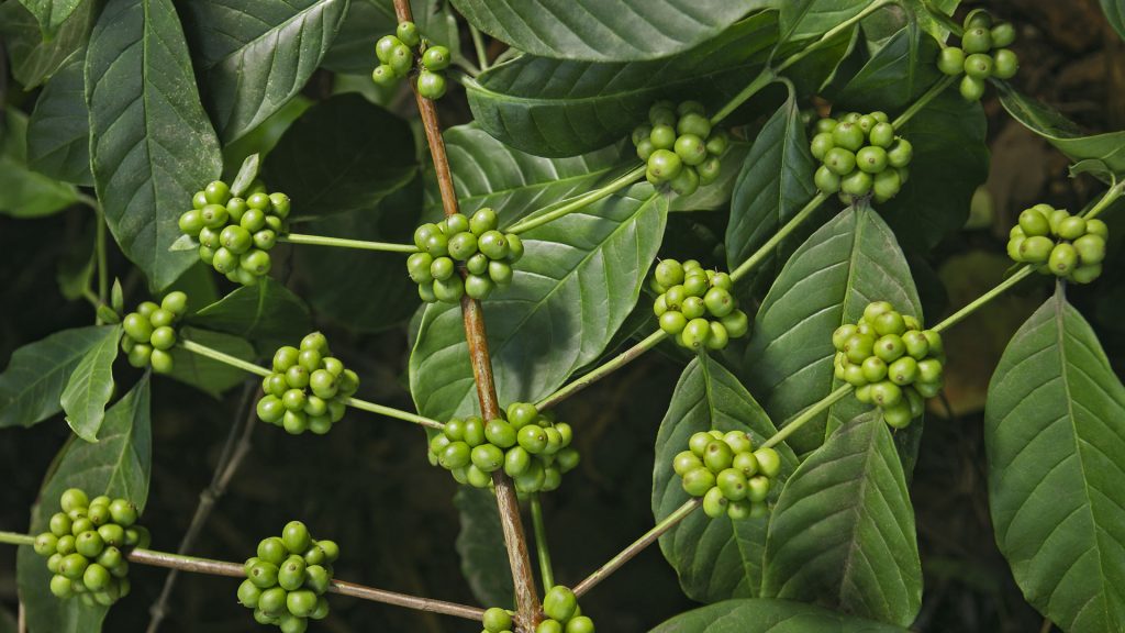 Kerala Coffee