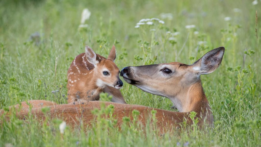 Odocoileus Virginianus