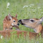 Odocoileus Virginianus