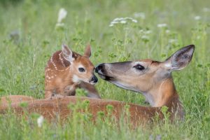 Odocoileus Virginianus