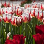 Ottawa Tulip Festival