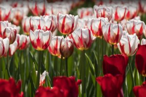 Ottawa Tulip Festival