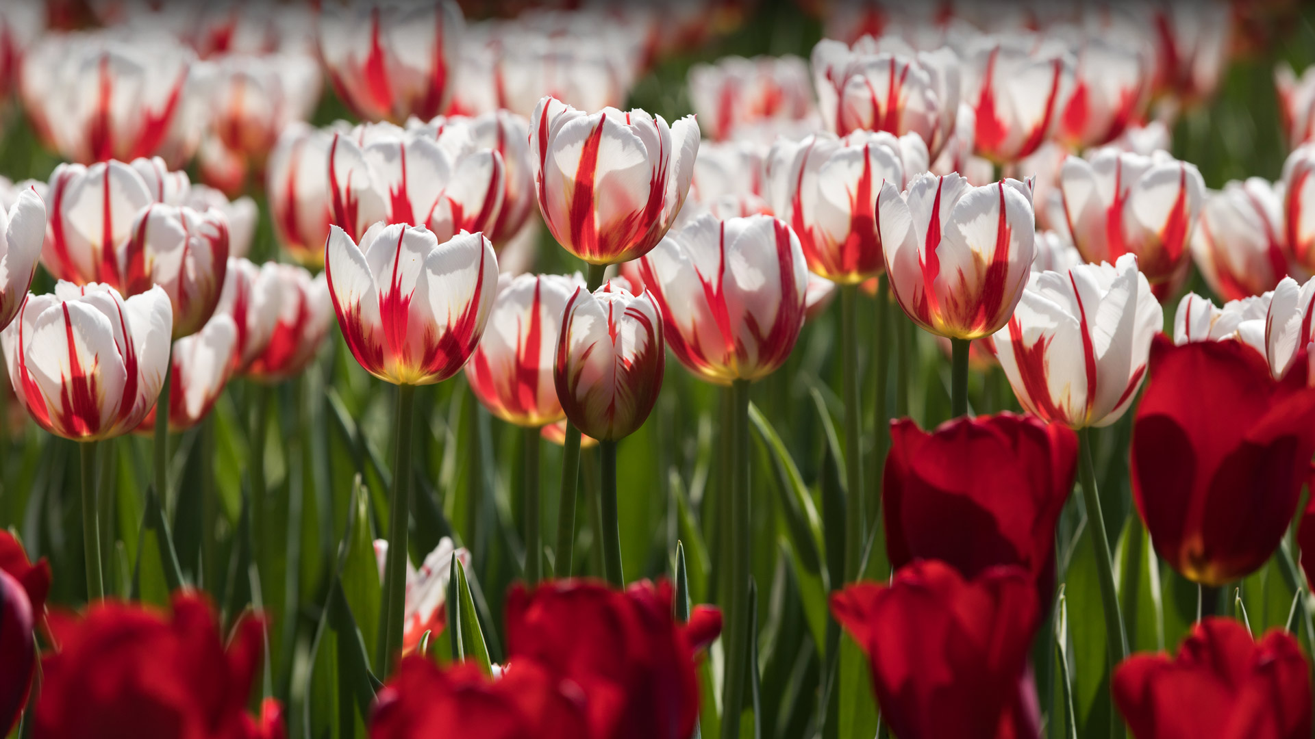 Ottawa Tulip Festival