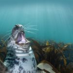 Seal Laughing