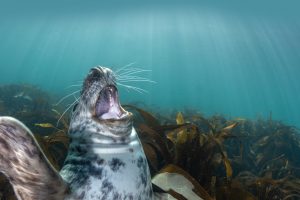 Seal Laughing