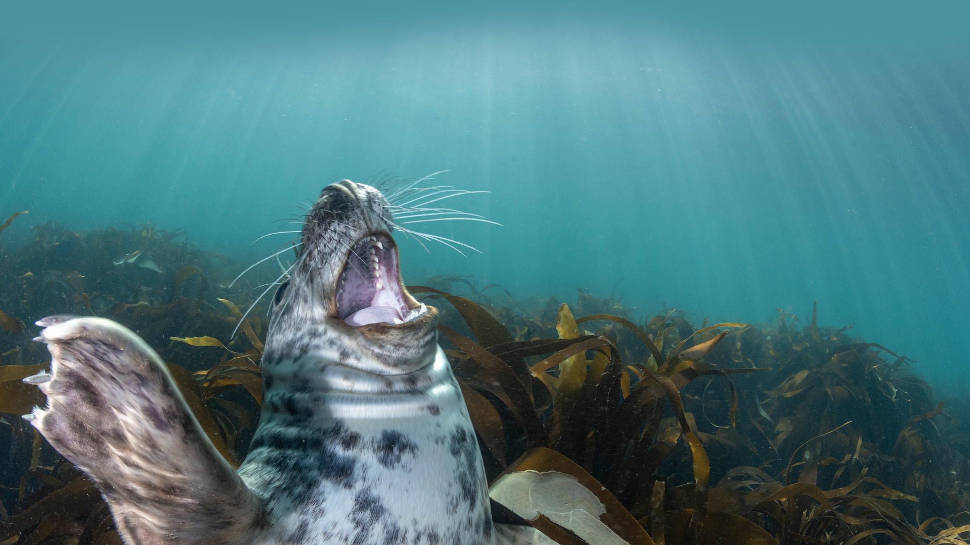 Seal Laughing