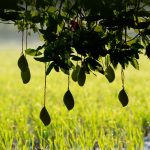 Silhouetteofmangoes