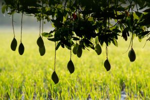 Silhouetteofmangoes