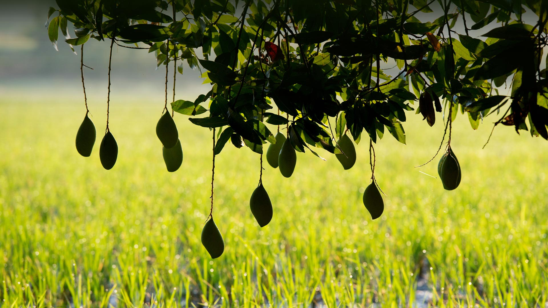 Silhouetteofmangoes