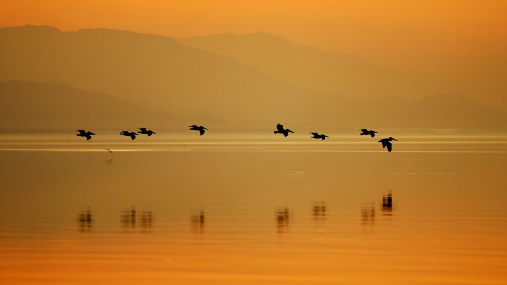 Sonny Bono Pelicans