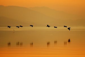 Sonny Bono Pelicans