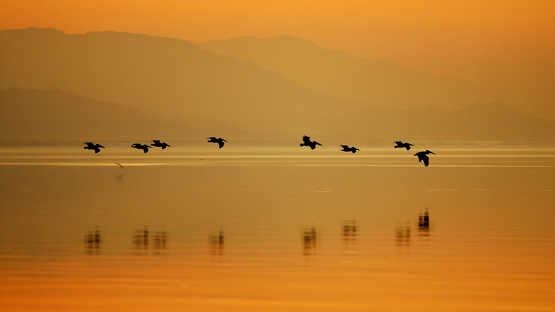 Sonny Bono Pelicans