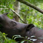 Sumatran Rhino