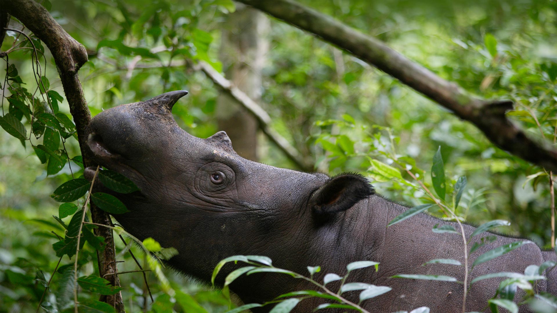 Sumatran Rhino