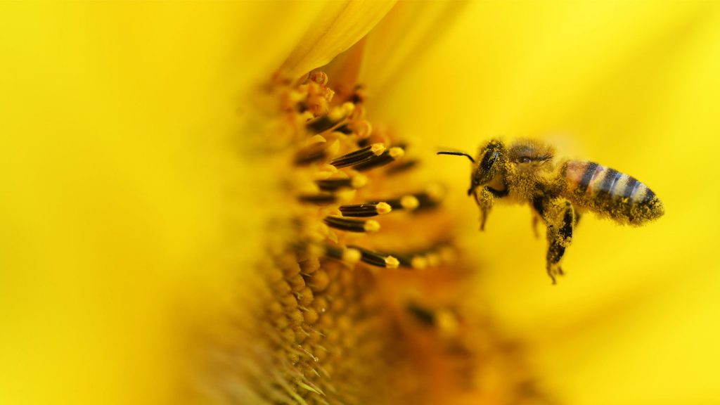 Sunflower Bee – Bing Wallpaper Download