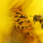 Sunflower Bee