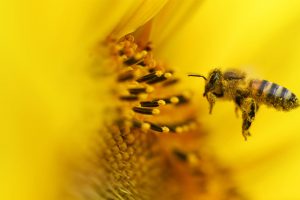 Sunflower Bee