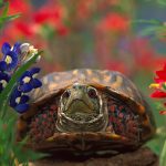 Western Box Turtle