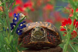 Western Box Turtle