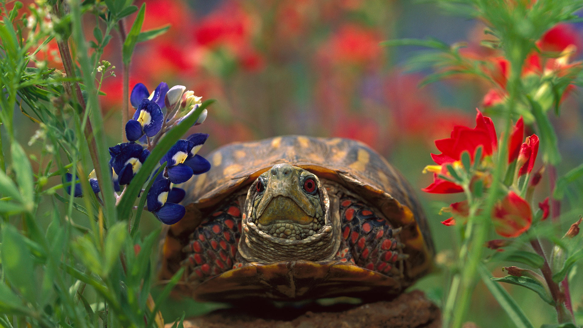 Western Box Turtle