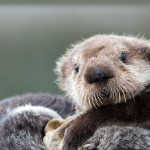 World Otter Day