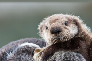 World Otter Day