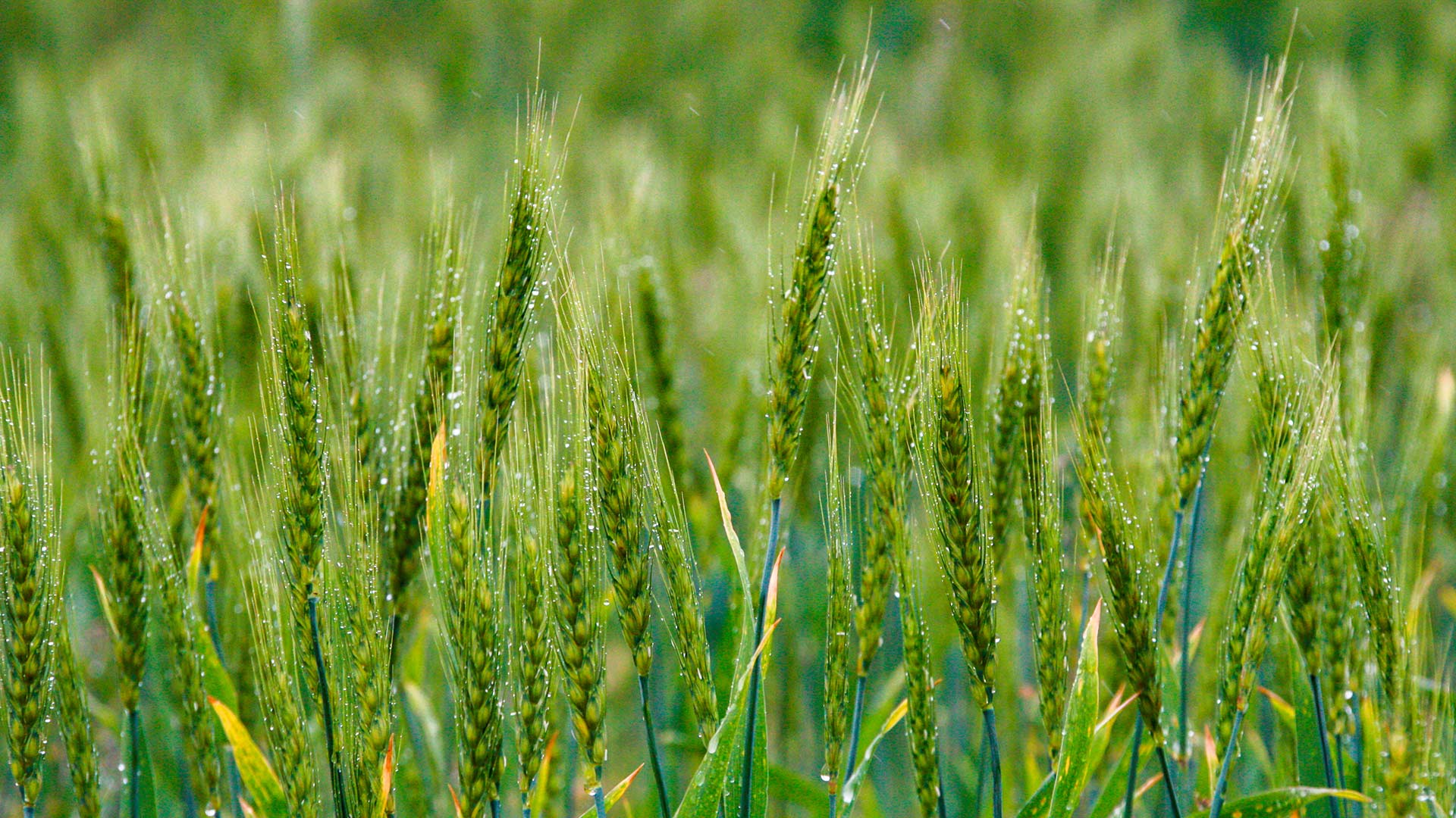 Wheat 2023
