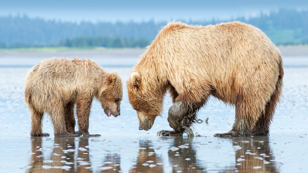 Clam Bears