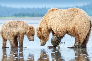 Clam Bears