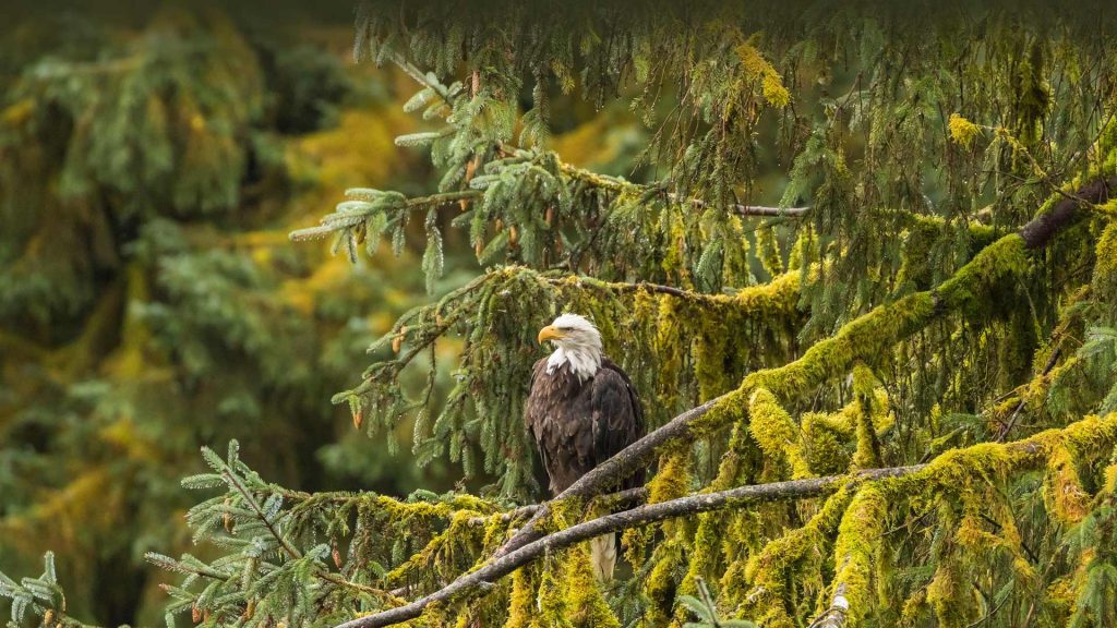 Eagle Tree