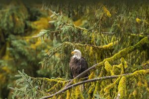 Eagle Tree