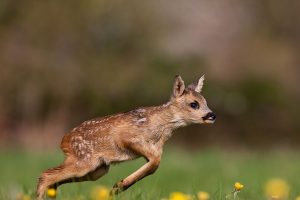 Fawn