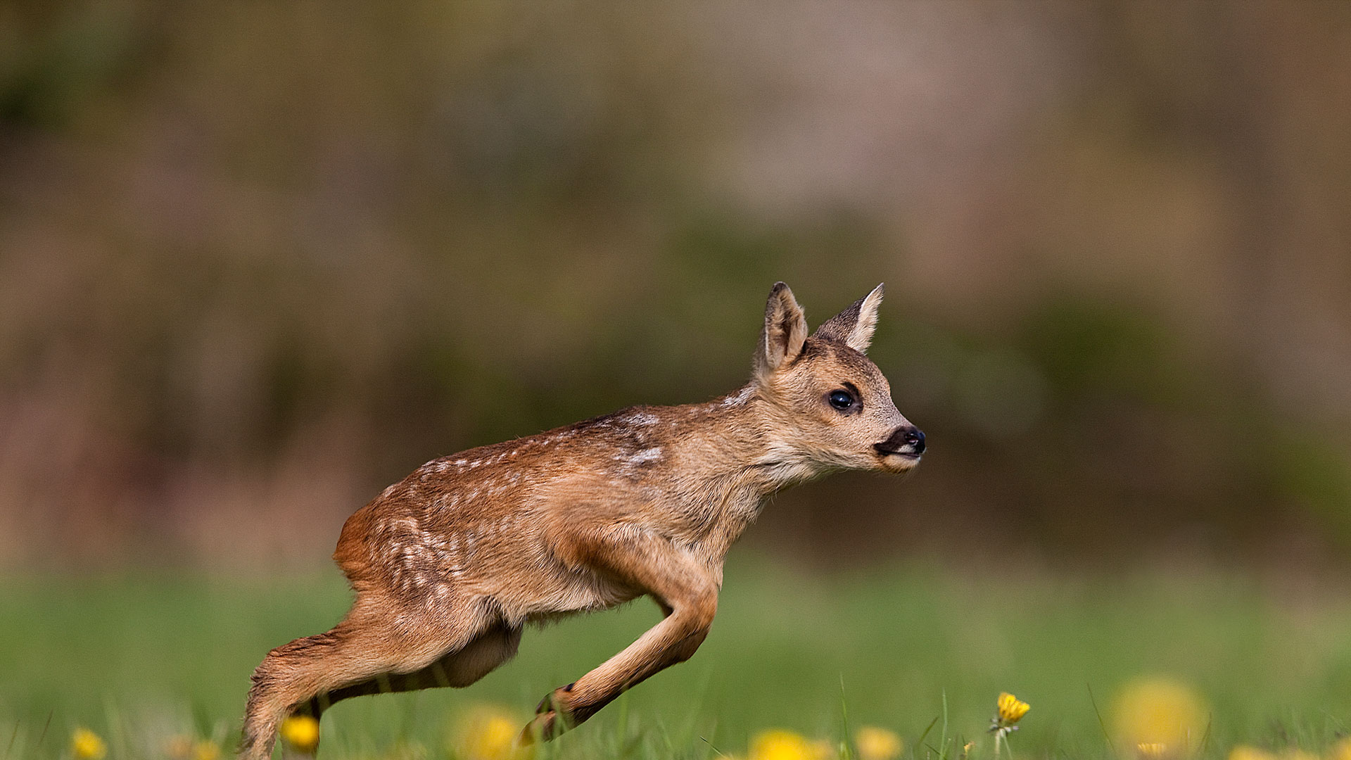 Fawn