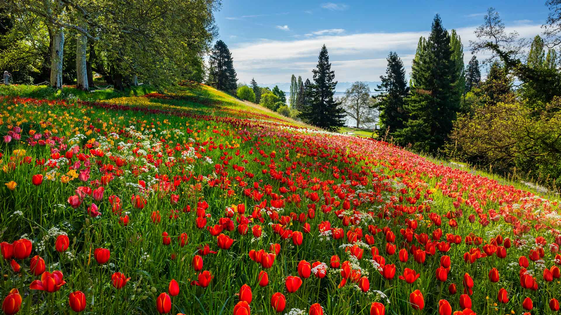 Garten Tag Tulpen