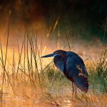 Goliath Heron