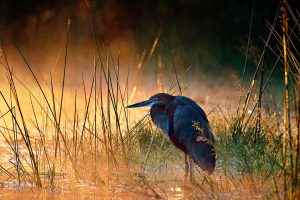 Goliath Heron