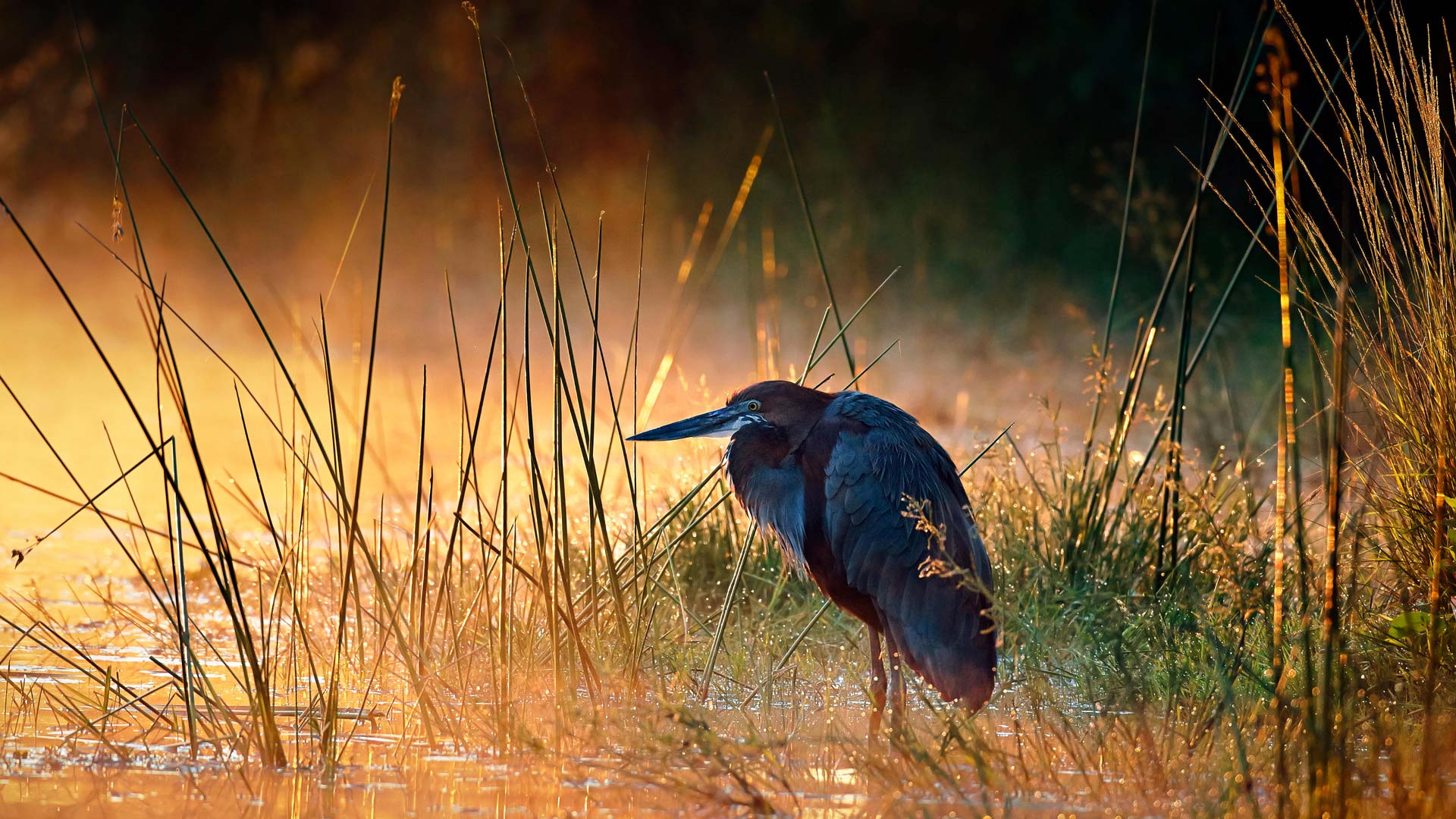 Goliath Heron