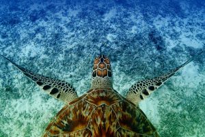 Hawksbill Turtle