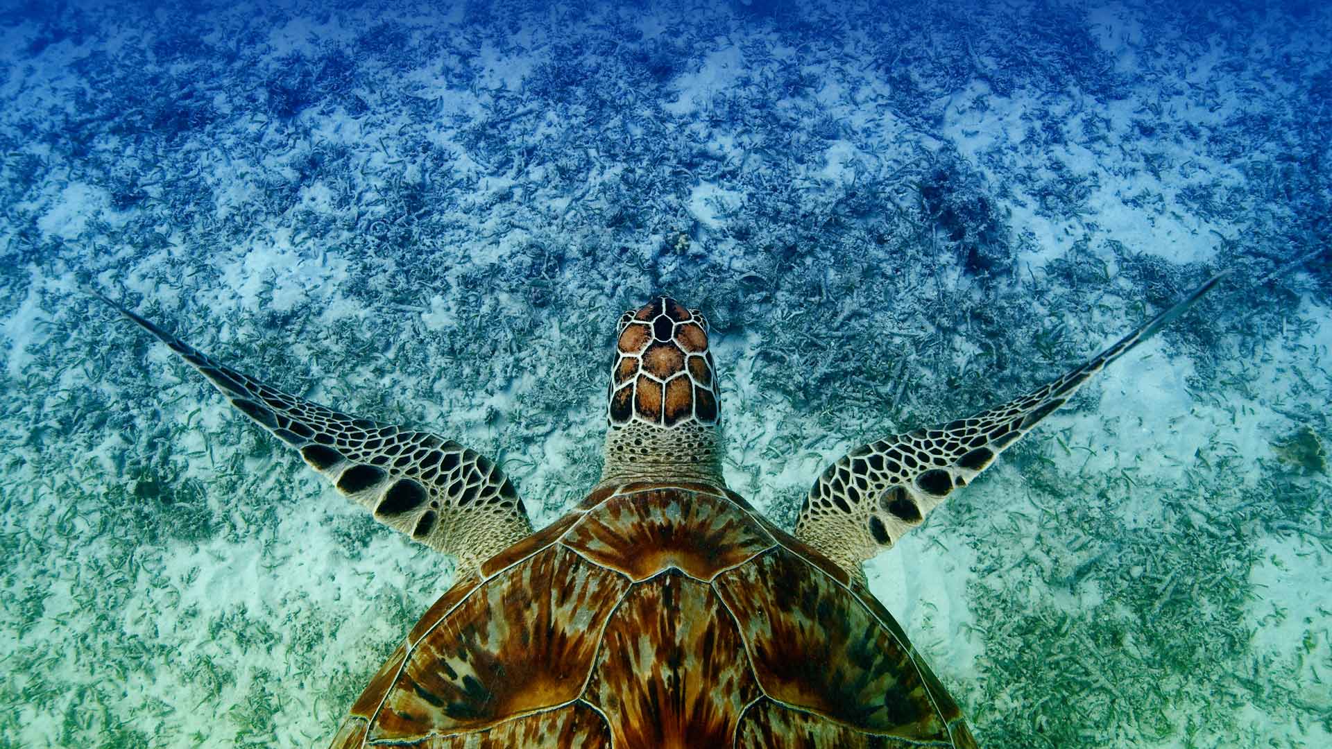 Hawksbill Turtle