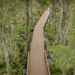 Okefenokee Swamp