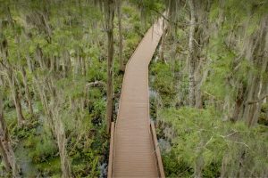 Okefenokee Swamp