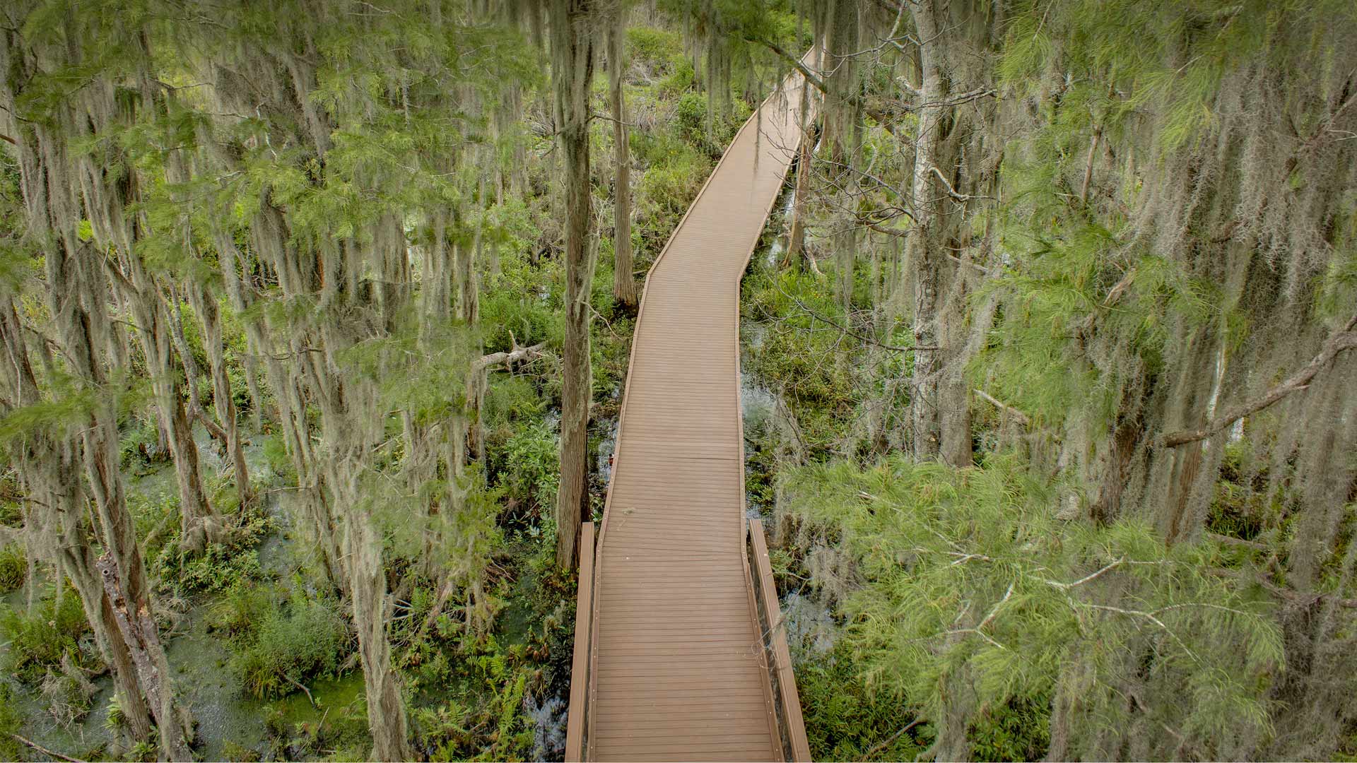 Okefenokee Swamp