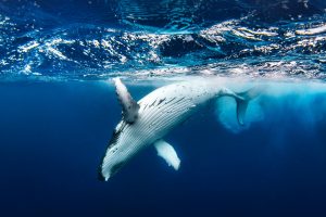 Playful Humpback