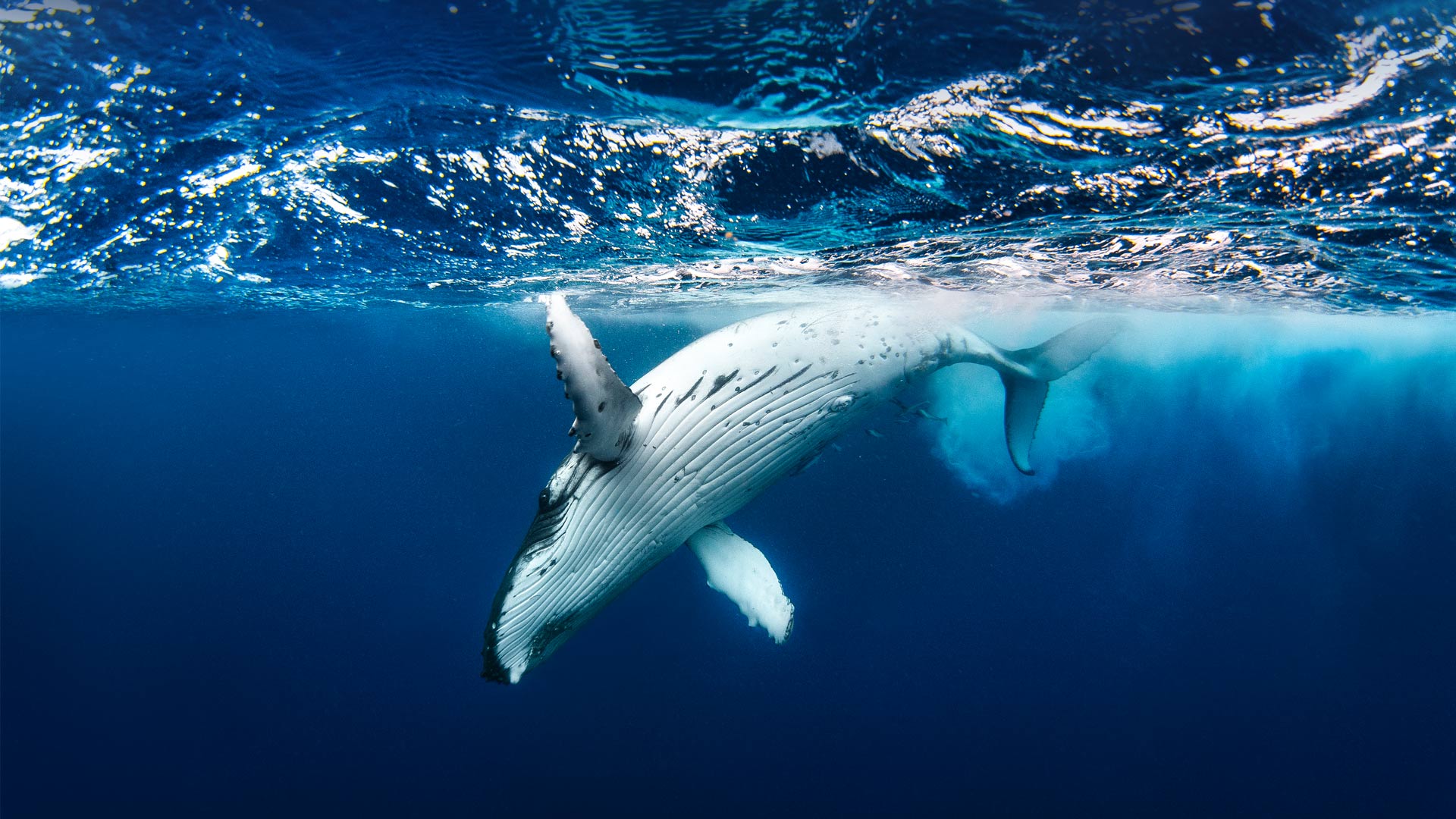 Playful Humpback