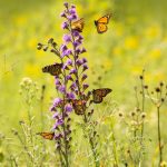 Pollinator Monarch