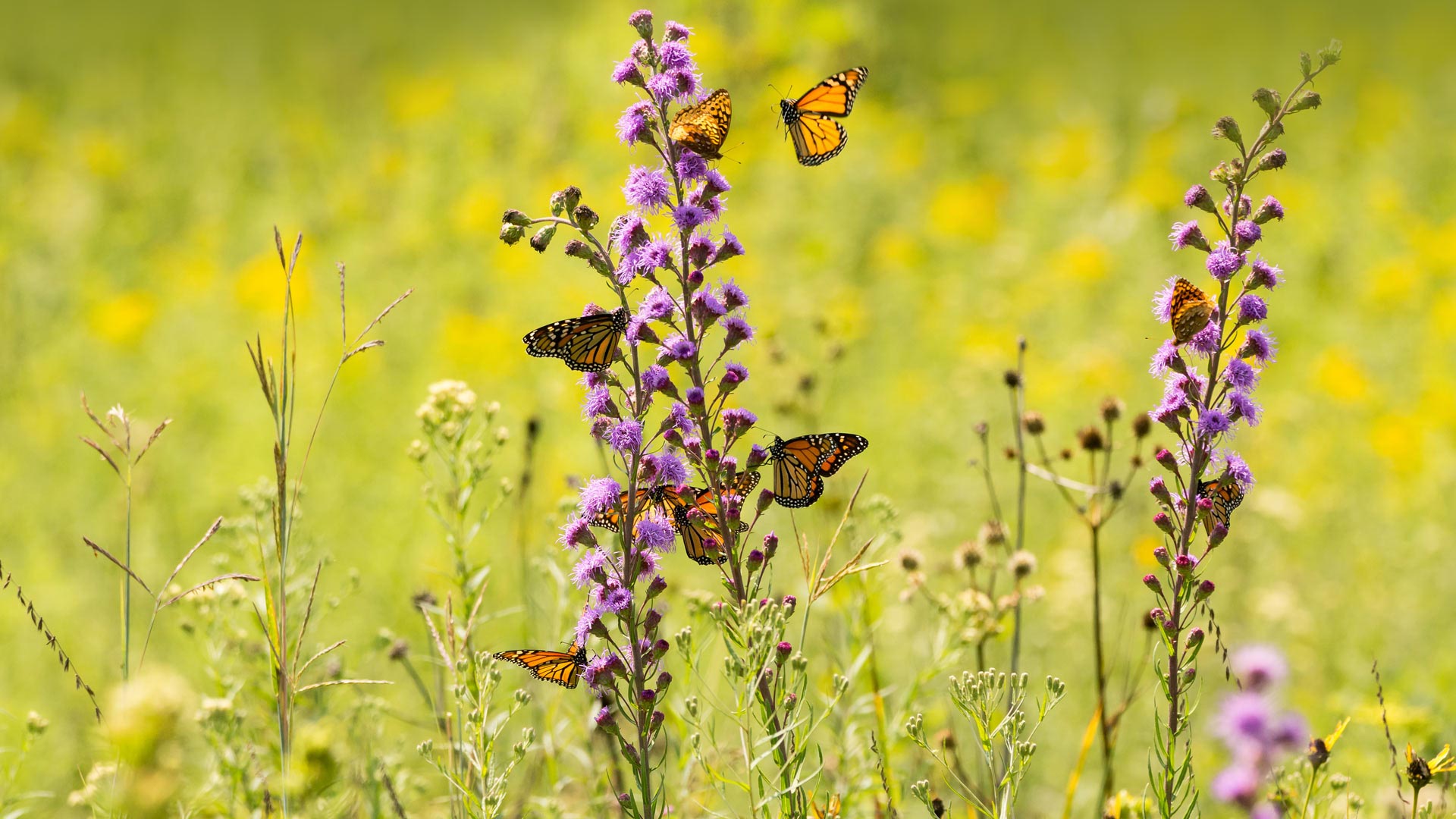 Pollinator Monarch