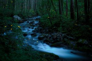 Smoky Fireflies