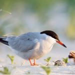 Tern Father